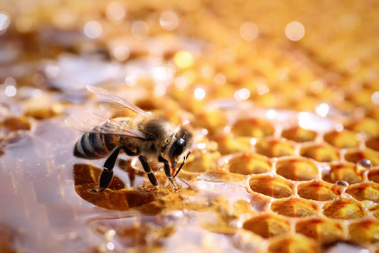 ARTICLE-WILD-APOTHECARY-LES BIENFAITS DU MIEL POUR UNE PEAU ECLATANTE