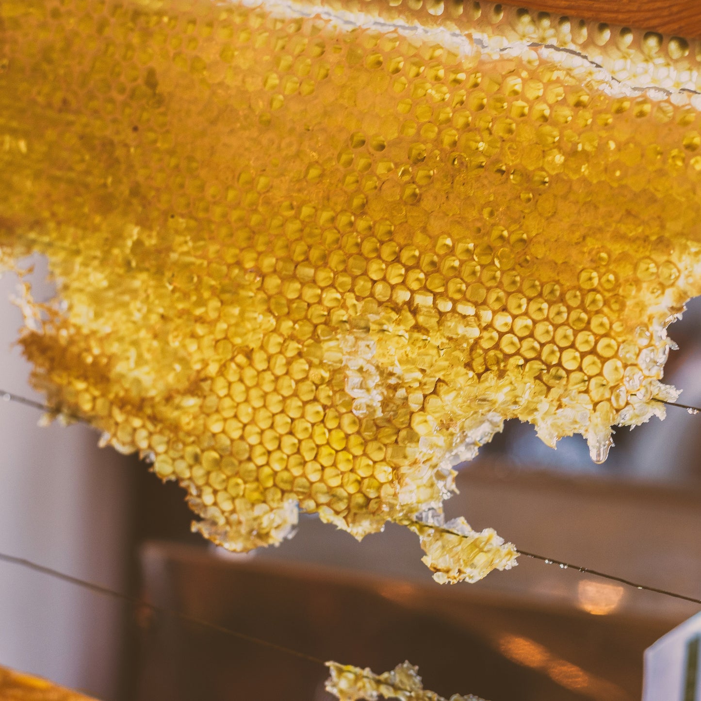 Baume infusé à l'huile de rosier sauvage biologique