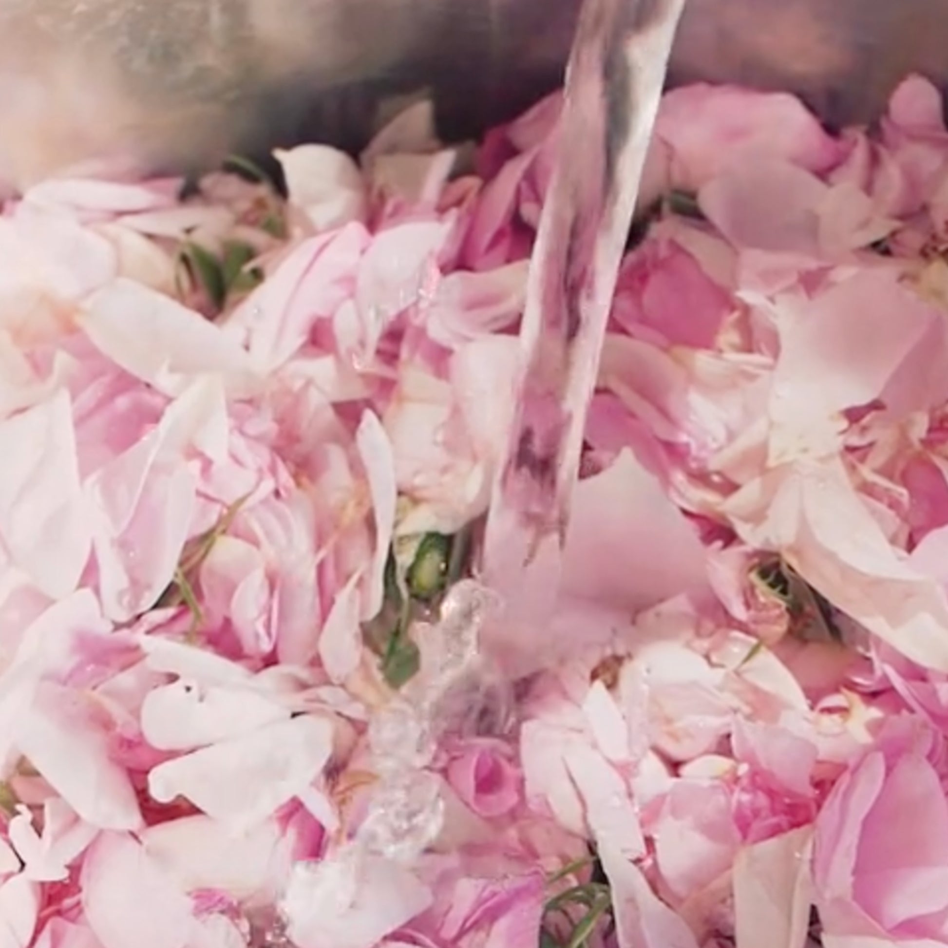 WILD-APOTHECARY-SKINCARE-ECLAT-HYDROLAT-ROSE-BIOLOGIQUE-FRANCAIS-NETTOYANT-2