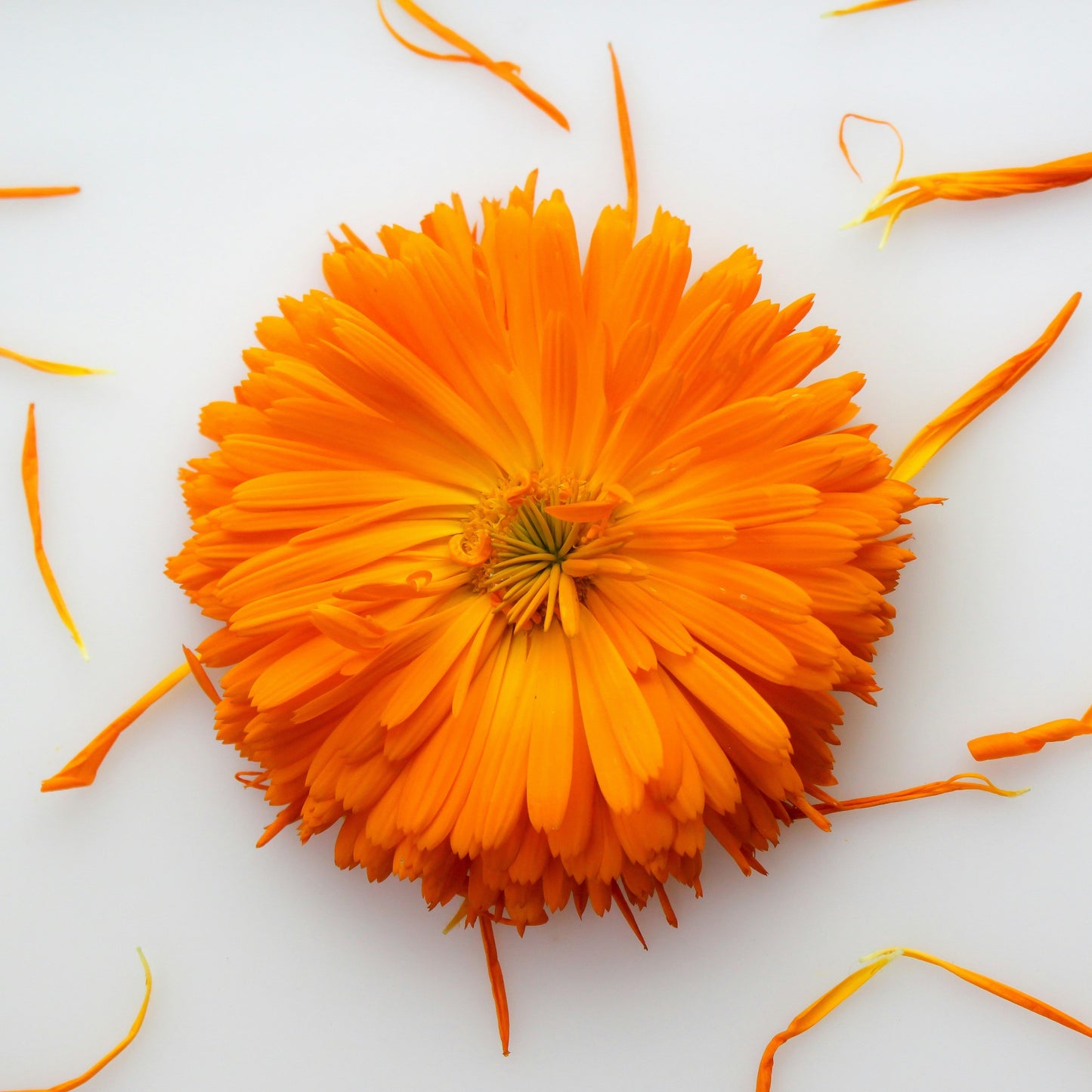 Duo nettoyant hydrolat de rose + macérât de calendula biologique