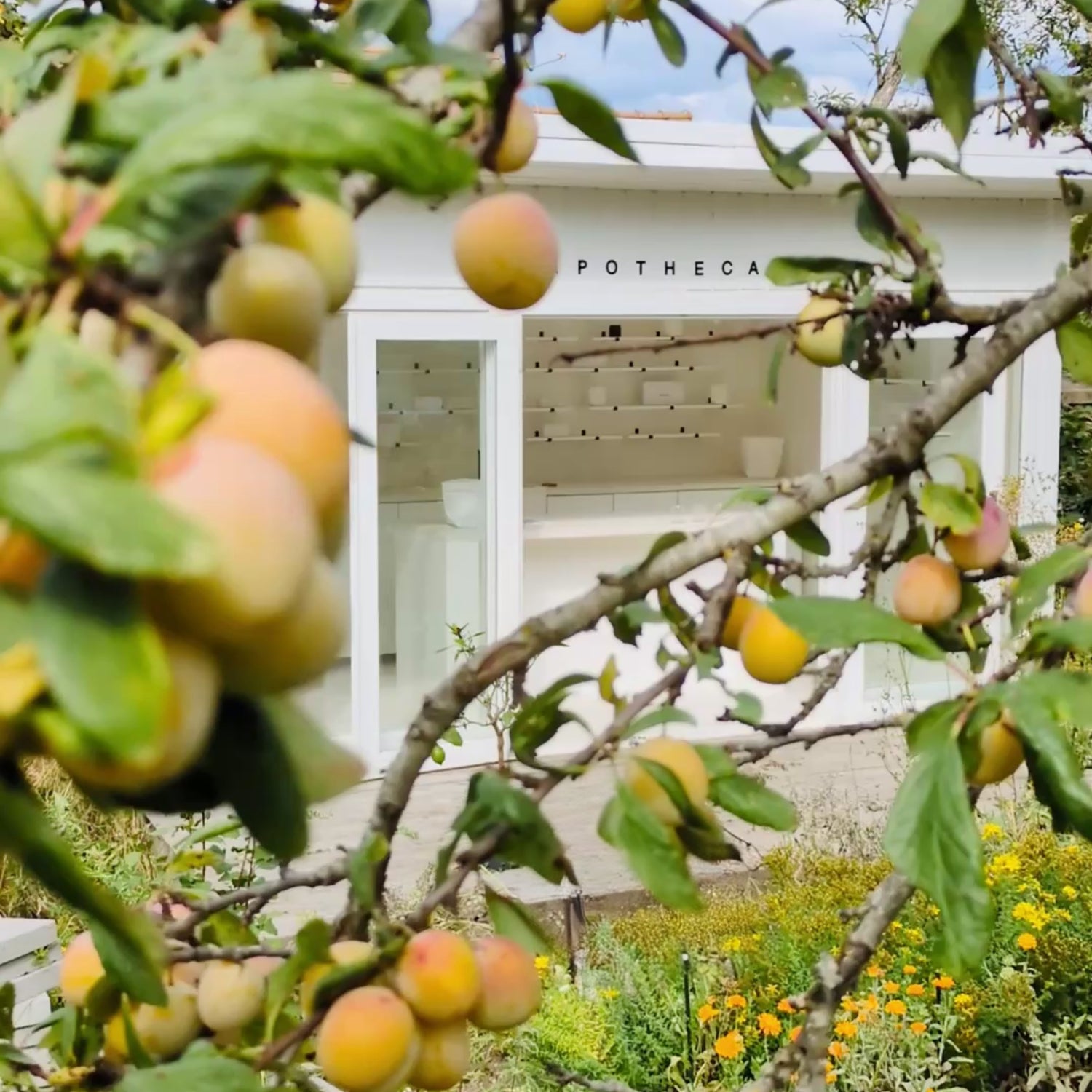 WILD_APOTHECARY-CERTIFIE_BIOLOGIQUE-JARDIN_WILD