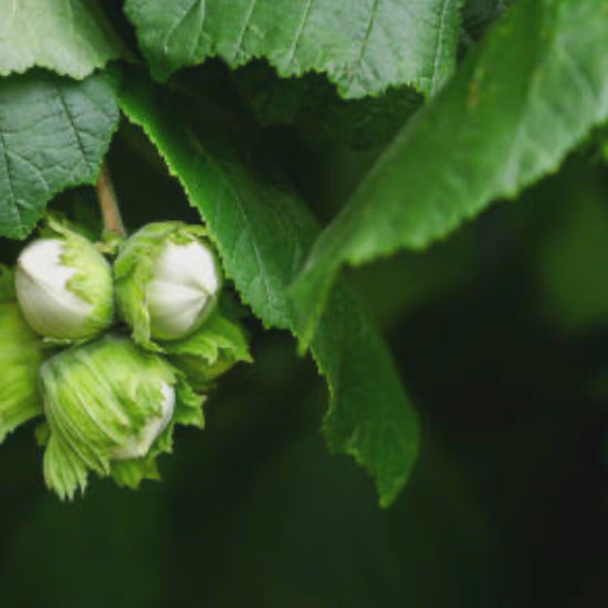 WILD-APOTHECARY-SKINCARE-HUILE-NOISETTE-BIOLOGIQUE-FRANCAISE-JARDIN-WILD